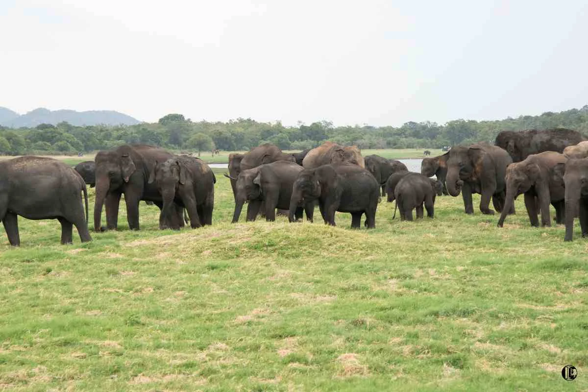 Sri Lanka Wildlife & Culture Tour – 15 Days
